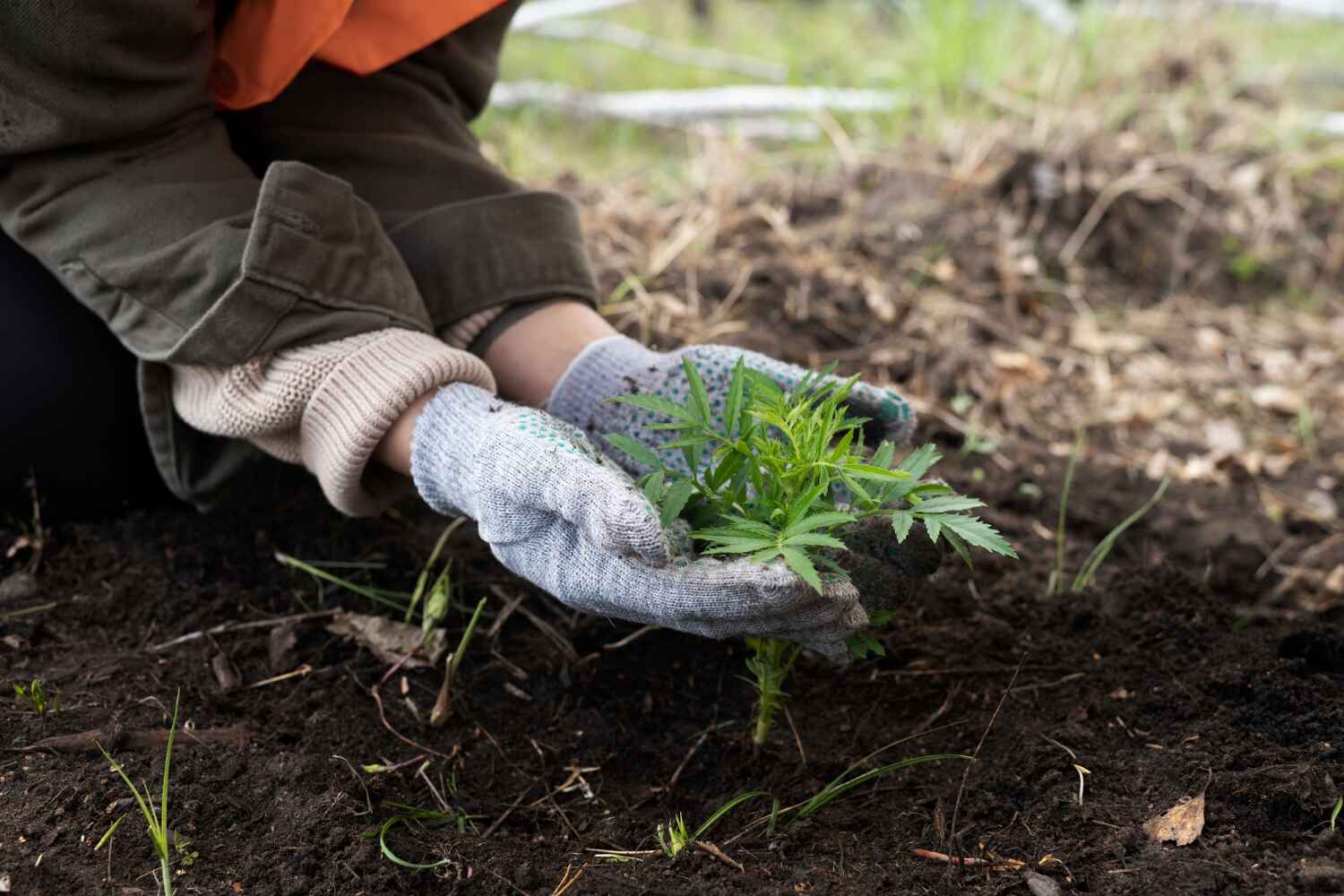 Best Tree Branch Trimming  in St Cloud, FL